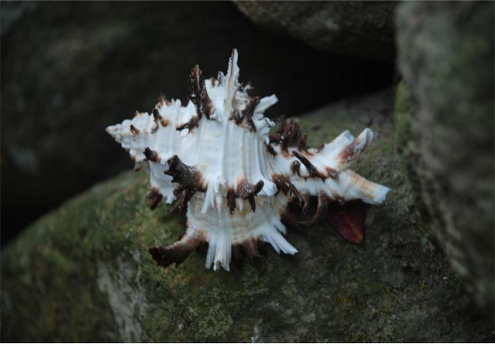 天然海螺贝壳 黑千手螺 菊花螺 刺球骨螺 装饰 收藏拍摄道具
