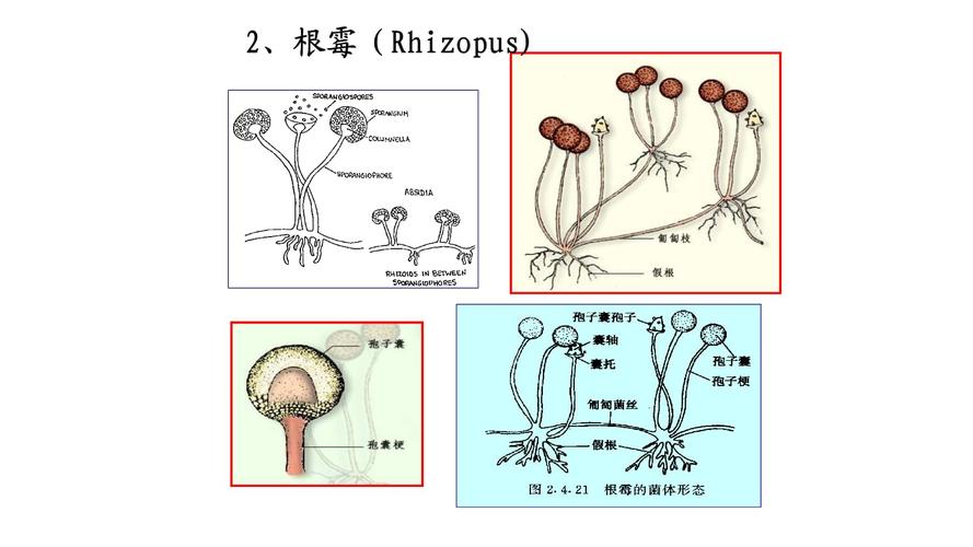 微生物技术霉菌16根霉属.pptx 4页
