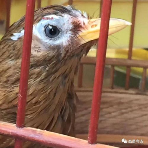 [转帖] 画眉鸟打斗黄金要素