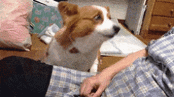 狗狗求摸gif下载萌图9张下载