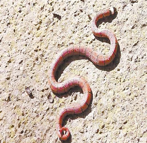 我市首次发现中华珊瑚蛇
