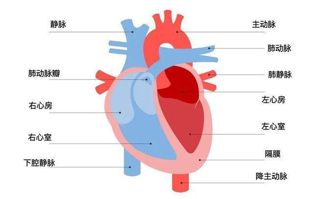 二尖瓣|主动脉|肺动脉