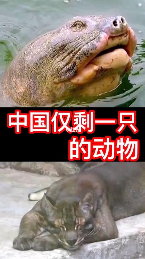 中国只剩一只的动物
