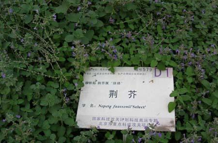 荆芥就是万能感冒药