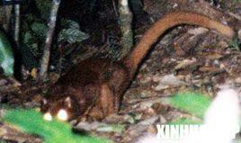 加里曼丹长鼠狼 (动物)