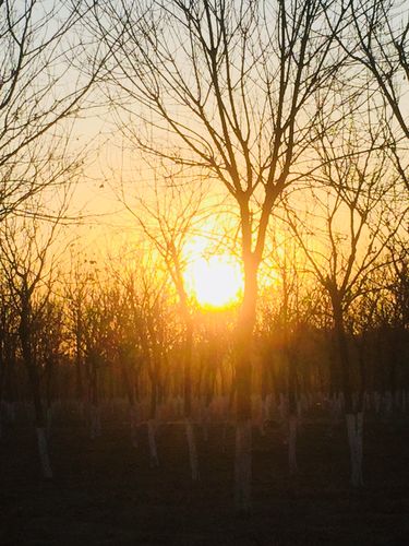 清晨起床带着手机去溜达溜达在绿色的道路上看到了冬天的阳光灿烂随意