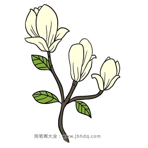 很容易学会的玉兰花简笔画