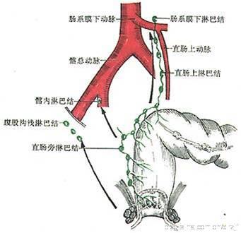 ④ 齿状线以上的淋巴引流主要入腹主动脉旁或髂内淋巴结,齿状线以下