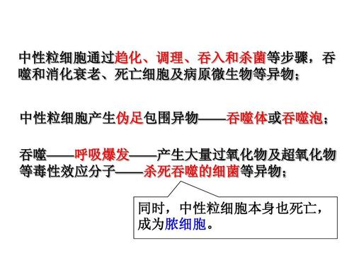 小吞噬实验ppt
