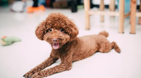 挑选萌宠小泰迪要从这几个方面入手来学习一下吧