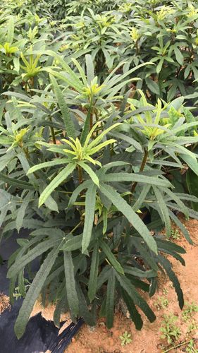 五指毛桃苗五爪金龙五指牛奶基地直发实地考察看苗