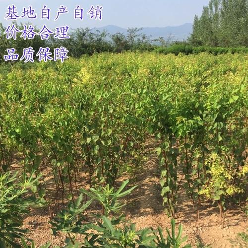 嫁接苗新品种特大实生苗北方种植果树占地大苗杏子苗杏树 杏树苗