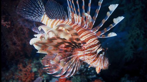 狮子鱼图片大全-动物壁纸-高清动物图片-第8图-娟娟