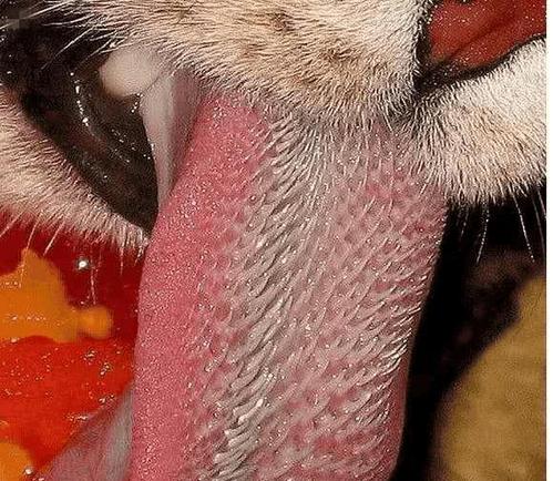 老虎舌头上有倒刺, 没想到虎鞭上的倒刺更可怕, 不愧是百兽之王