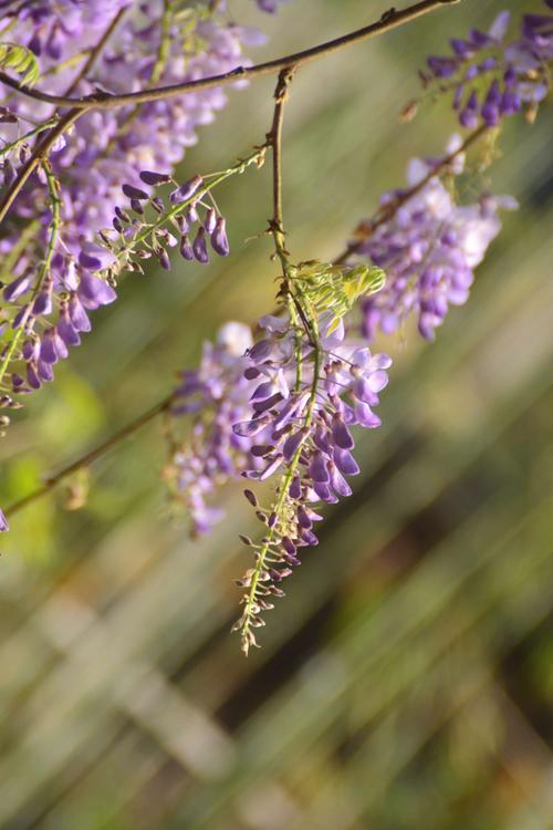 大福庄园紫藤花下朋友为我们留下了美丽瞬间