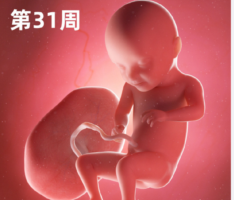 原创一组高清过程图告诉你胎宝在妈妈子宫是怎么成长的生命真神奇