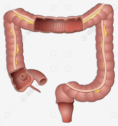 手绘肠道人体健康插画