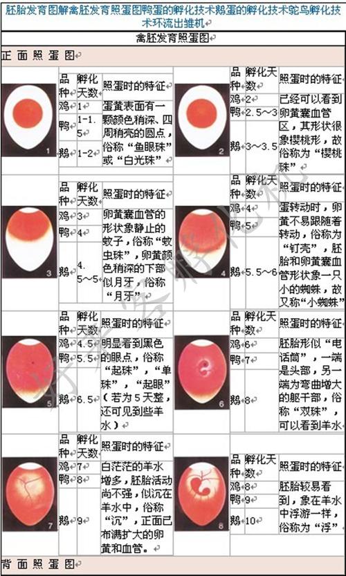 照蛋灯全自动led照蛋器验蛋器冷光带胶套强光照蛋器检验孵化专用