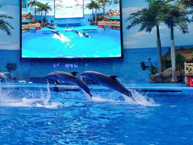 成都海昌极地海洋公园青少年票免费送啦!88元抢原价290元套票!