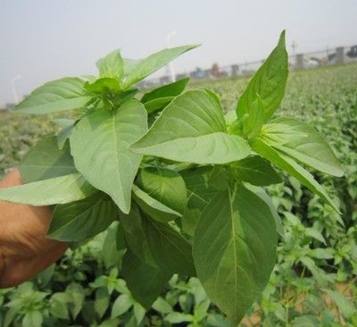 荆介的图片与功效