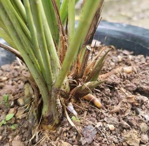 期待已久的春兰,终于看到花苞出土,还要多久可以开花?