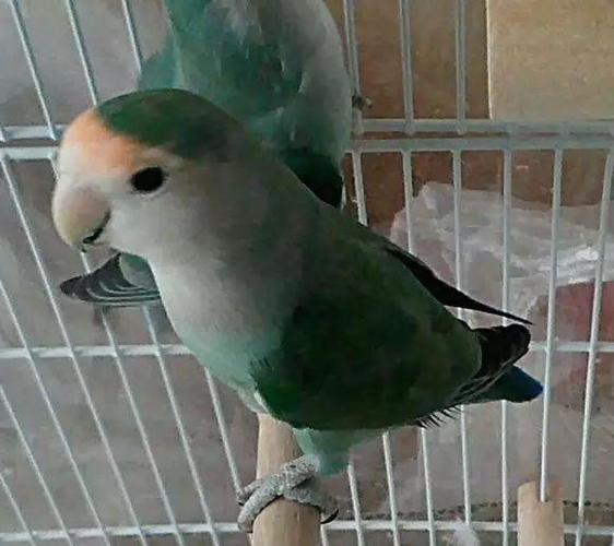 面类牡丹鹦鹉18种基础基因介绍