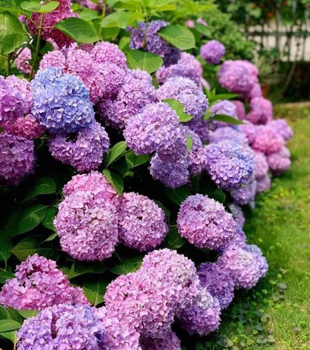 养绣球花无尽夏,别忘2招,又长新芽又长花苞很旺盛