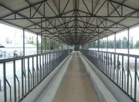 云南奶水牛发展报告