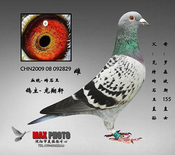 >> 查看拍卖商品