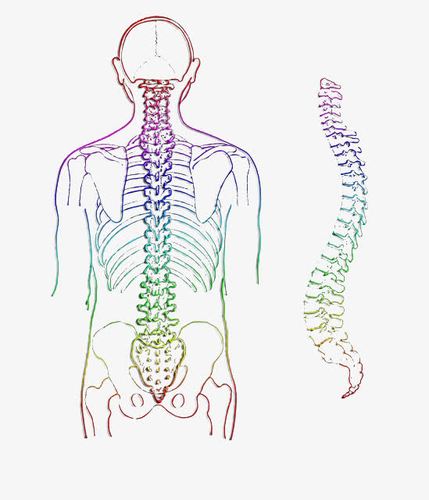 人体脊椎手绘