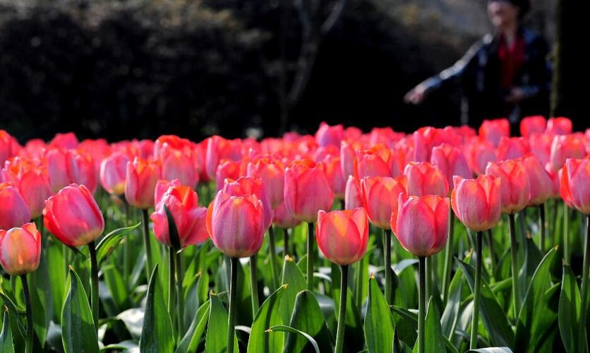 描写郁金香的好词好句