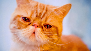 猫咪在什么情况下会流泪猫咪流泪可能跟这几种情况有关
