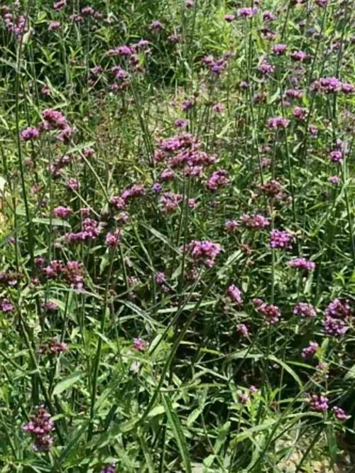柳叶马鞭草(马鞭草科)