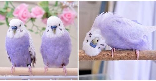 「粉紫小鹦鹉们」专门卖萌:展翅更仙!      