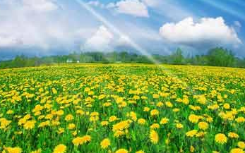 春天的景色作文500字锦集【10篇】