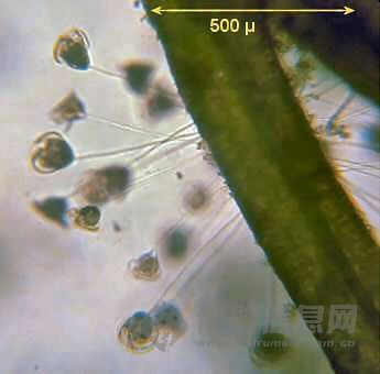 常见种有小口钟虫(v.microstoma),八钟虫(v.octava),沟钟虫(v.