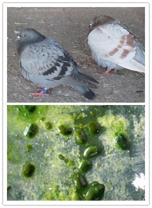 【鸽病知识】腺病毒高发期,怎样防治最有效?心连心给您支支招!