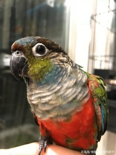 普通小太阳鹦鹉仅200,特色小太阳却要千元,区别到底在