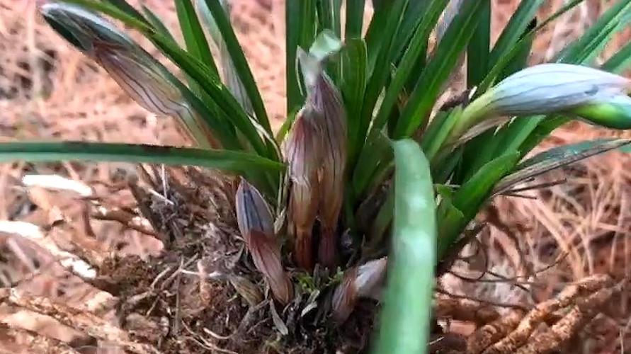 兰花有了花苞咋做