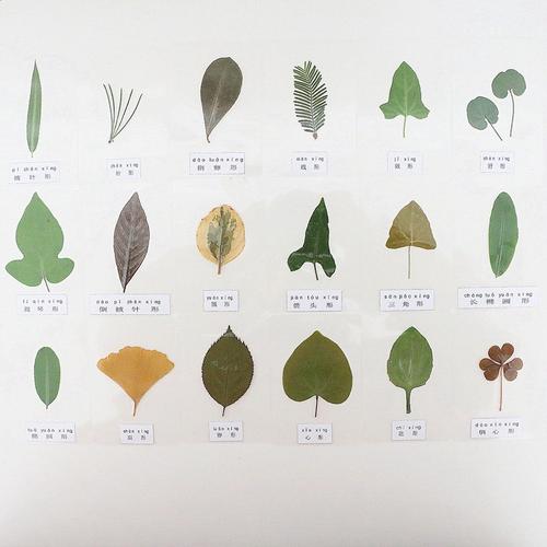 各种形状叶子植物标本真树叶18种不同形状认知塑封卡片教学用具