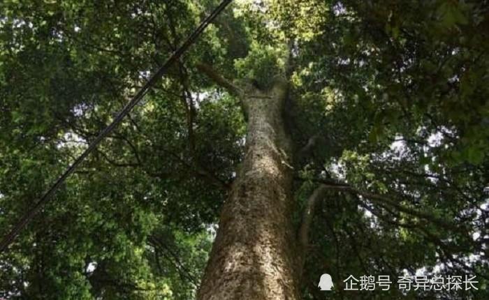 金丝楠木的价值甚至超过了黄金,为什么却没人大规模种植?