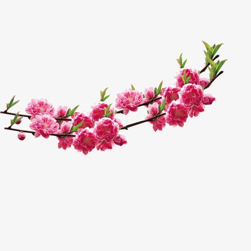 桃花免抠素材免费下载_觅元素51yuansu.com