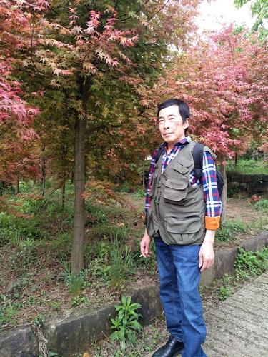 巴南松木嘴红叶