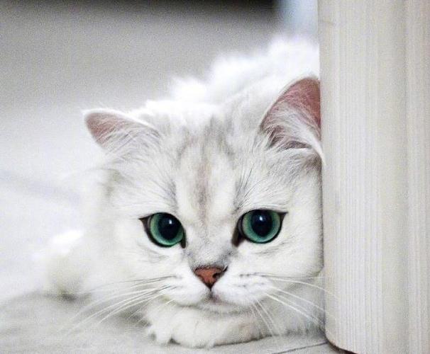 长毛绿眼睛的猫,吓得我喵了一声.