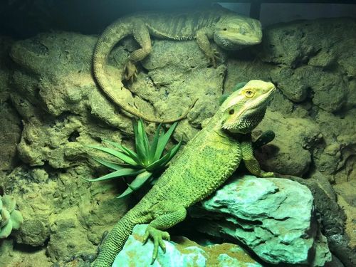 名叫"三角"的 鬃狮蜥还会和你对视哦!