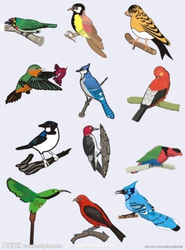 12款色彩绚丽的矢量鸟图片