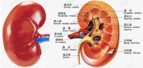 胎儿超声检查之肾盂分离_小儿肾积水 - 好大夫在线