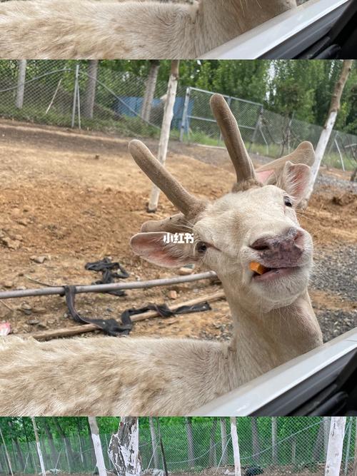 曲阜|新鹿动物园_动物园_出行_人文风光展示