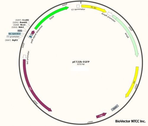 载体pet22begfpbiovectorntcc质粒载体菌种细胞蛋白抗体基因保藏中心