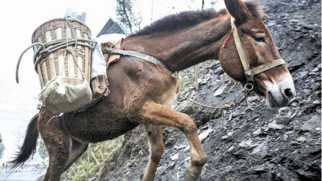 老人总说骡子怀孕必死为什么现实中有的骡子能生有的不能生